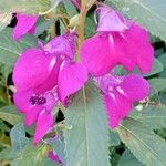 Impatiens balsamina Flower