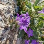 Campanula andrewsii Flower