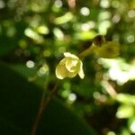 Bulbophyllum minutum 花