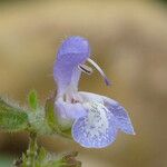 Salvia africana-caerulea Flor