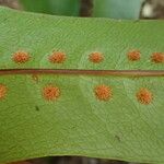 Drynaria laurentii Leaf