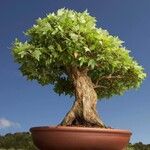 Acer buergerianum Blad