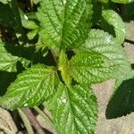 Stachytarpheta cayennensis Leaf