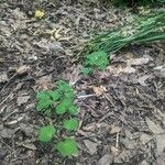 Thalictrum dioicumBlatt