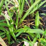 Persicaria glabra Hoja