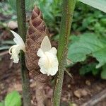 Zingiber purpureumFlor