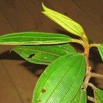 Miconia tschudyoides 葉