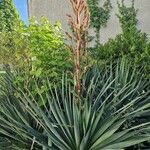 Yucca filamentosa 叶