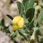 Ononis viscosa Flower