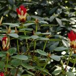 Rhododendron haematodes অভ্যাস