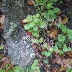 Heuchera rubescens Celota