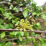 Pisonia aculeata फल