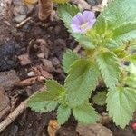 Stemodia verticillata Blatt