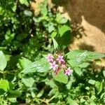 Pentas lanceolataЦвят