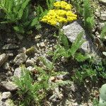 Achillea arabica Цвят