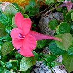 Barleria repens Hábito