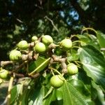 Hovenia dulcis Fruct