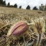 Pulsatilla vernalisമറ്റ്