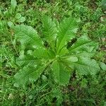 Lactuca virosa Liść