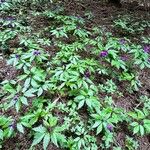 Cardamine glanduligera Costuma