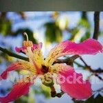 Ceiba speciosa 花