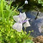 Iris laevigata Květ