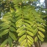 Cordyla africana Leaf