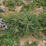 Artemisia scopariaList