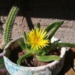 Glottiphyllum linguiforme Fuelha