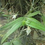 Angraecum angustipetalum Хабит