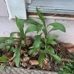 Solidago juncea Leaf