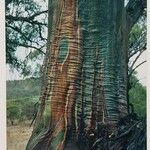 Eucalyptus deglupta Vekstform