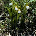 Cypripedium candidum Vekstform