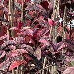 Pseuderanthemum carruthersii Leaf