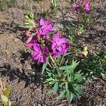 Epilobium latifolium Flower