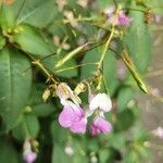 Impatiens balfouriFlower