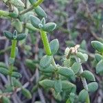 Delosperma echinatum Leaf