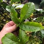 Passiflora edulis Liść