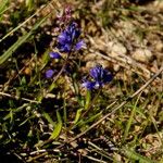 Polygala amara आदत