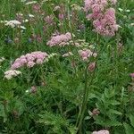 Pimpinella major Habitus