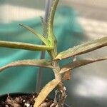 Aloe acutissima Листок