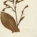 Nicotiana tabacum Blomma