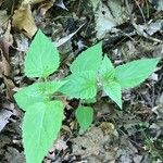 Phryma leptostachya Leaf