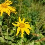 Arnica montanaBlüte