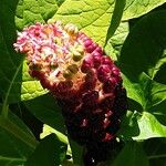 Phytolacca acinosa Mbuma