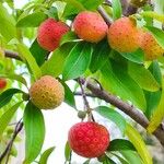 Cornus capitata Fruto