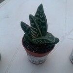 Aloe variegataFolha