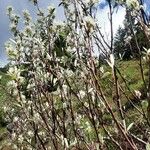 Salix lapponum Feuille