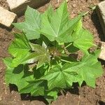Jatropha curcas Blatt