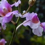 Papilionanthe teres Flower